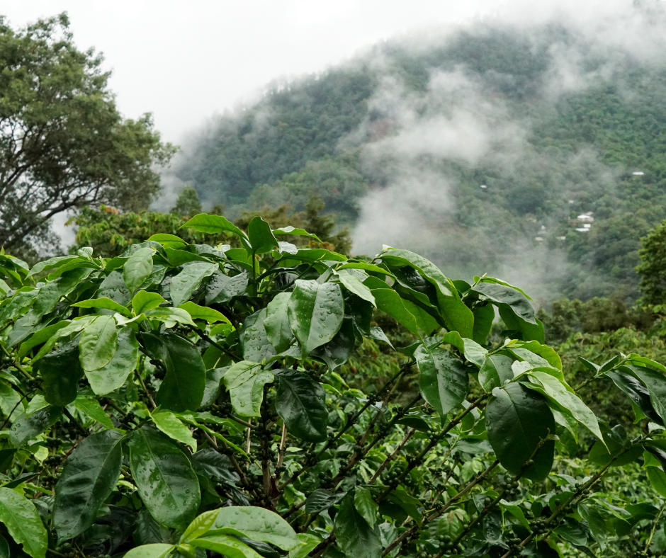 Understanding Coffee Terroir: A Deep Dive into the World's Favorite Bean